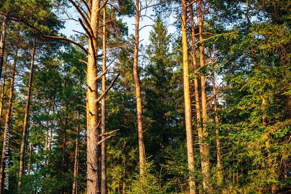 Fototapeta premium Evening Mood in the Forest