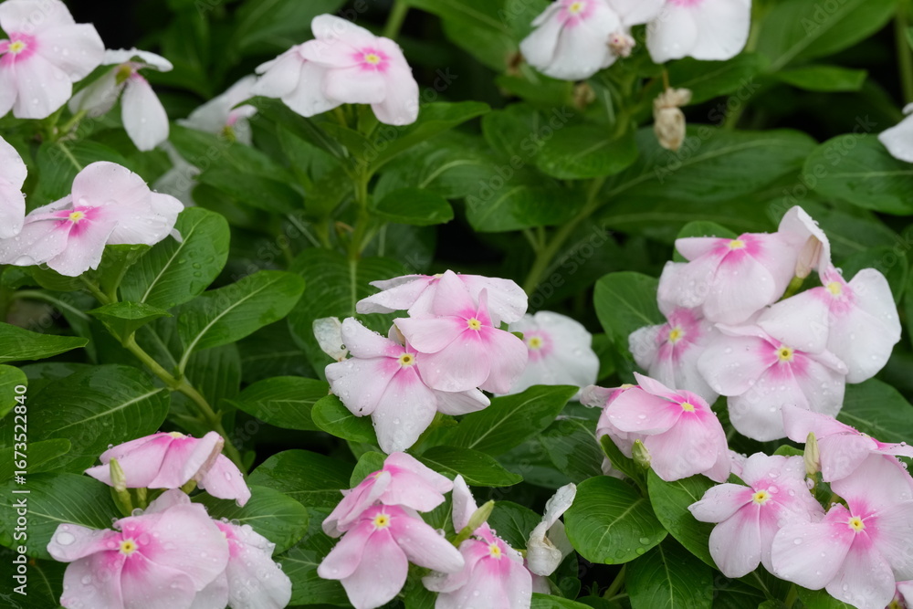 Obraz premium Flowers in a public park in Bangkok, Thailand