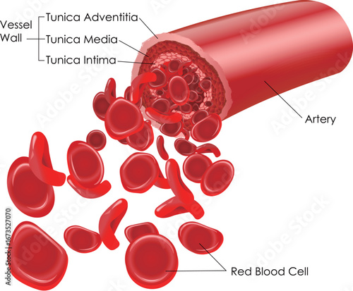 Red Blood Cells Vector Illustration, Medical Blood Anatomy, Hematology Concept
