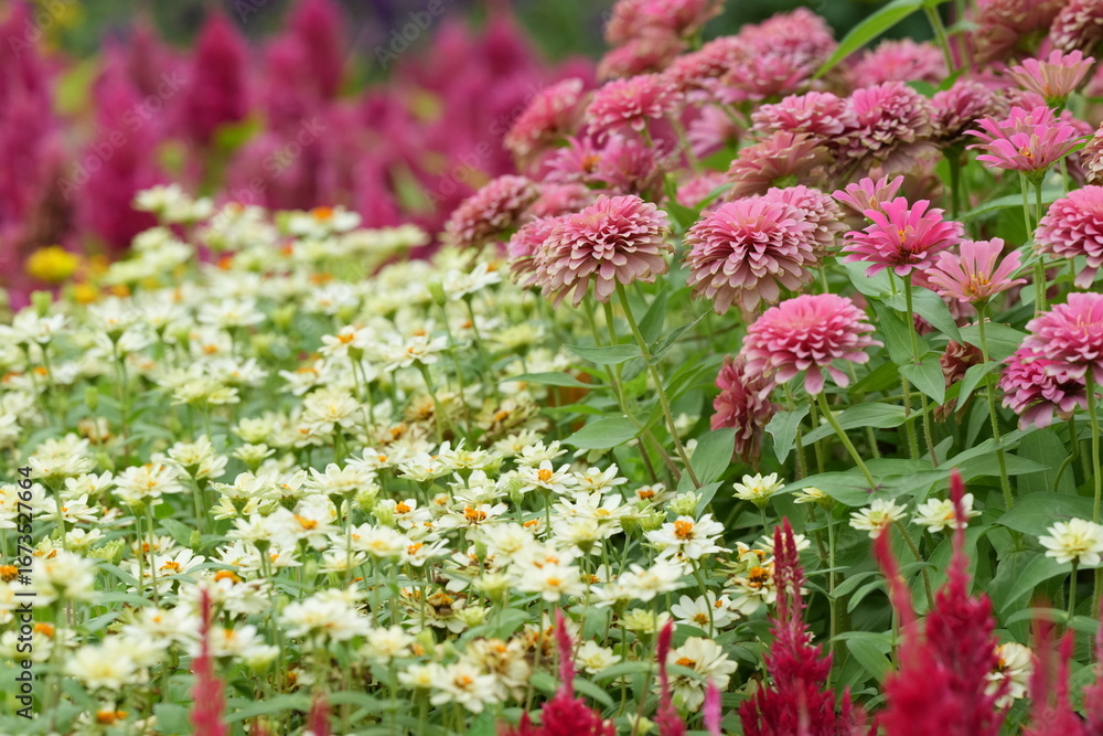 Obraz premium Flowers in a public park in Bangkok, Thailand