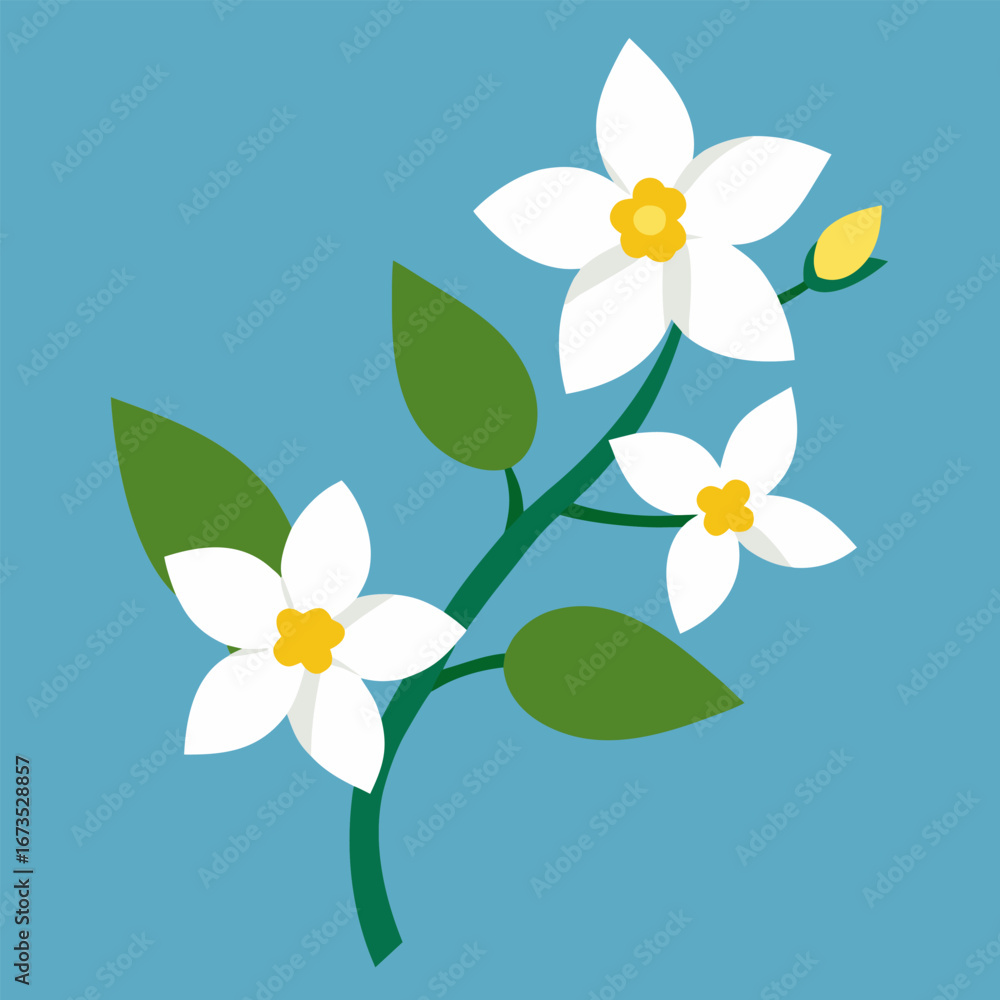 Naklejka premium winter jasmine white vector isolated