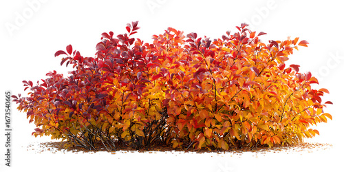 Red and orange leaves of a bush in autumn against a black background.