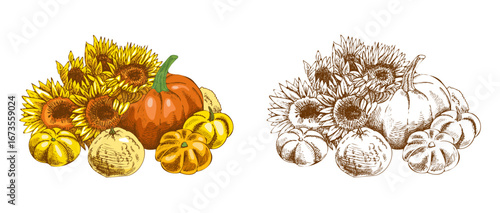 Hand drawn vintage sketch of pumpkins with sunflowers in colored and monochrome versions, autumn harvest festive floral illustration
