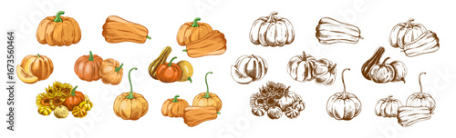 Hand drawn vintage sketch set of pumpkins and sunflowers in colored and monochrome versions, autumn harvest illustration