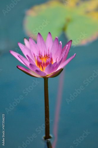 pink water lily