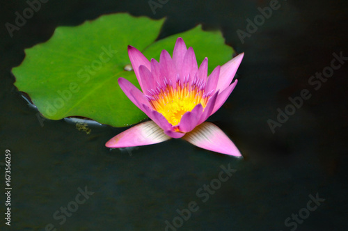 pink water lily