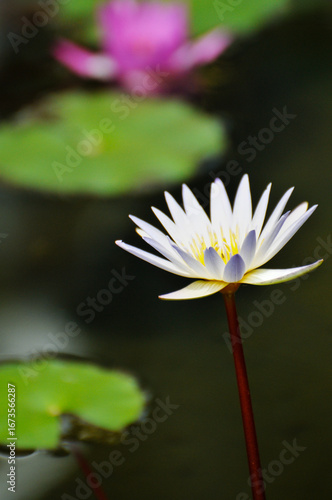 pink water lily