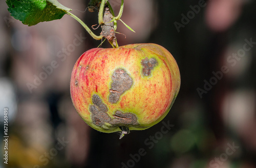 An apple of the variety 