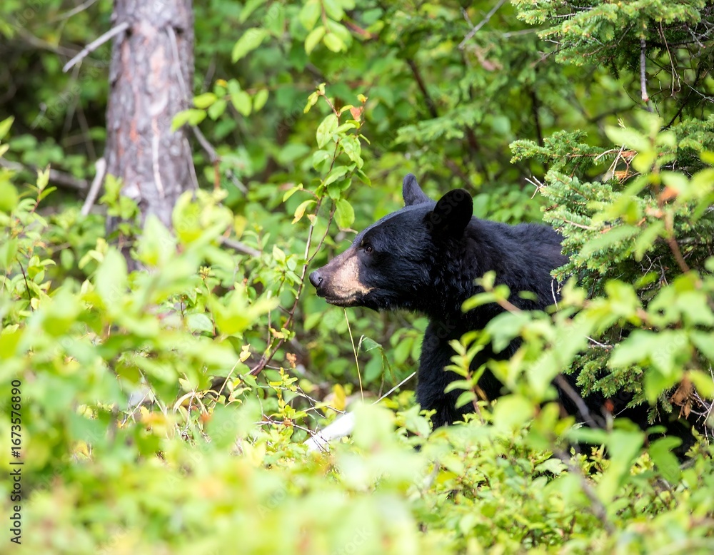 Fototapeta premium Black bear in a lush forest