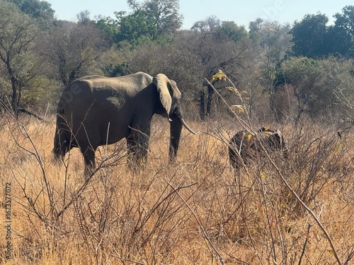elephants in the kruger