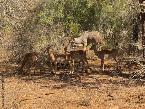 rooibok herd with a kudu