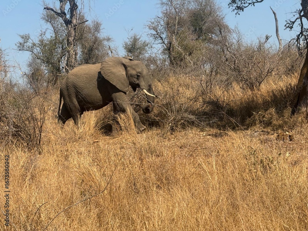 Fototapeta premium elephants in the kruger national park