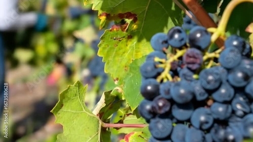 Closeup grapes on vine
