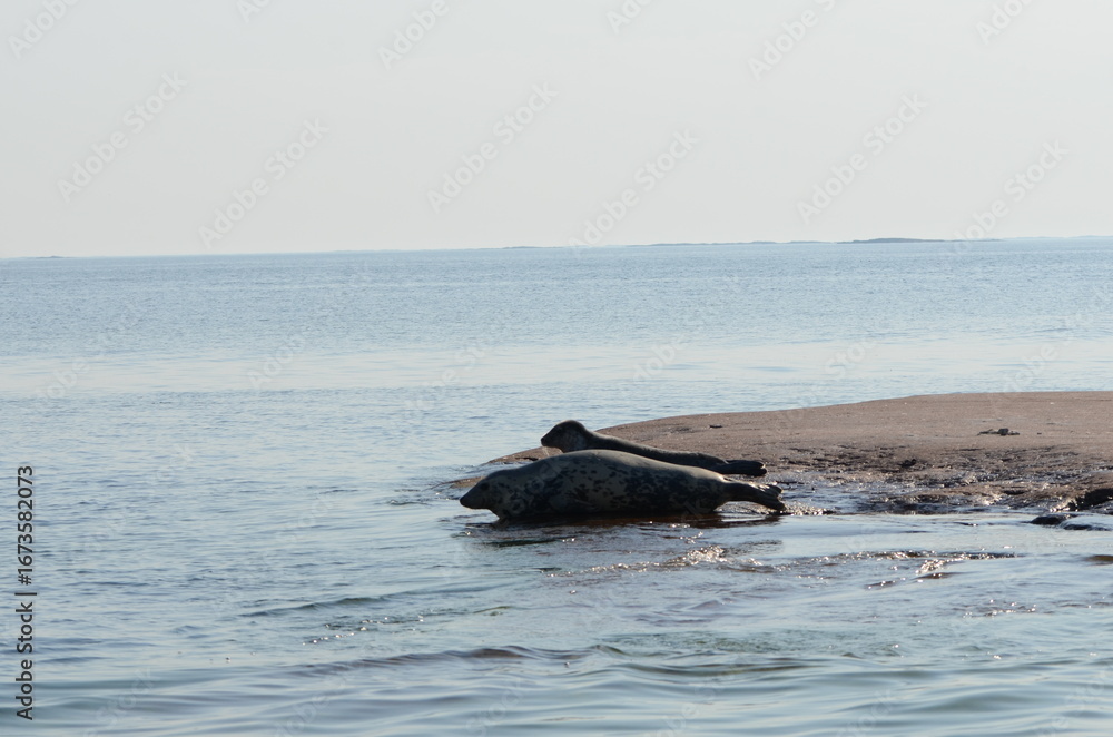 Obraz premium Grey seals resting on coastal rock in the Baltic Sea