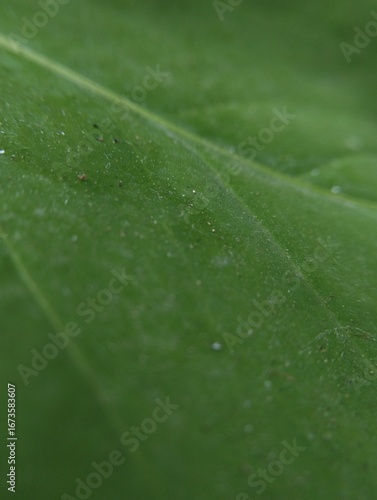 A macro shot of a single green leaf, highlighting its intricate veins and dusty texture.