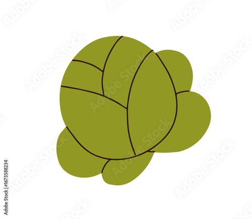 Cabbage head. Green leaf vegetable, healthy natural food ingredient for salad...