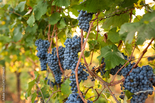 A bunch of ripe blue grapes in a vineyard at sunset