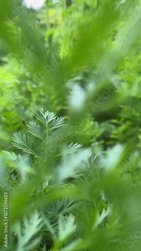 green carrot tops close-up, vertical video