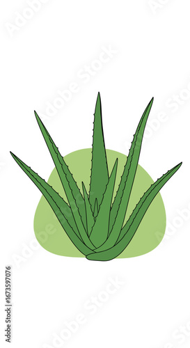 Discover the amazing benefits of aloe vera for your health and beauty routine