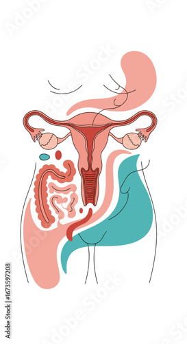 Anatomical representation of the female reproductive system and surrounding abdominal organs including the stomach intestines and bladder in a stylized diagram