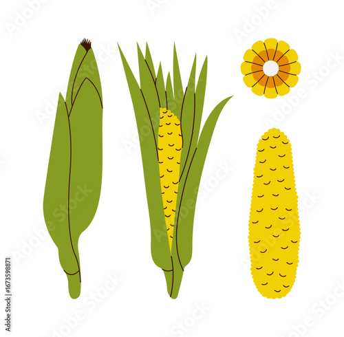 Corn in flat style. Golden corn, natural vegetables bunch of corns collection, summer farm harvest vegetation. Healthy yellow organic set. vector set with isolated objects. vegan food.
