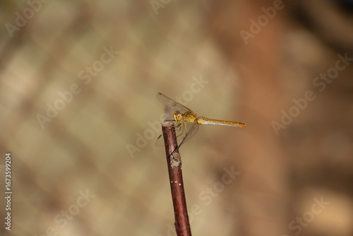 A beautiful fragile dragonfly looks into the camera and smiles, close-up