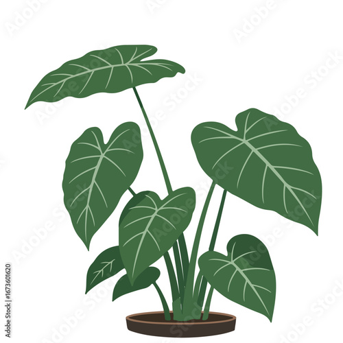 A beautiful vector illustration of a lush Alocasia, or Elephant Ear houseplant, with large green leaves in a pot, isolated on a white background