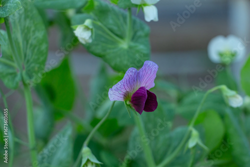 beautiful purple pea flower in the garden