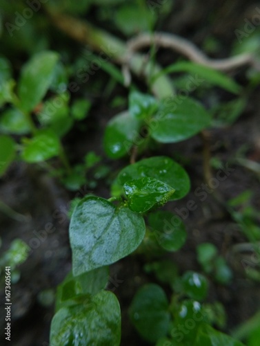 Tiny, vibrant green sprouts emerge from the soil, their leaves still glistening with droplets of water.