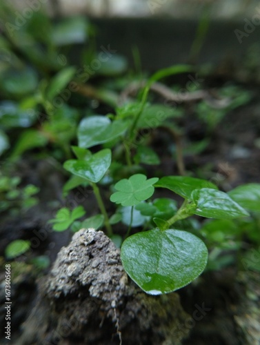 Tiny, vibrant green sprouts emerge from the soil, their leaves still glistening with droplets of water.