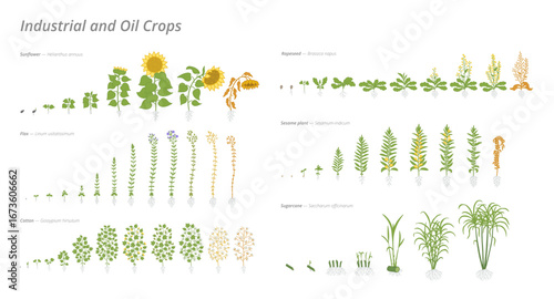 Growth stages of industrial and oil crops set showcasing their development from seed to maturity