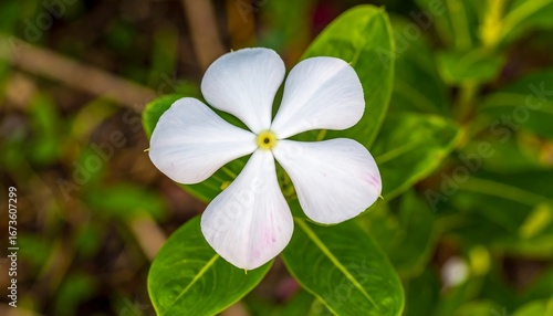 Close-up of a white flower