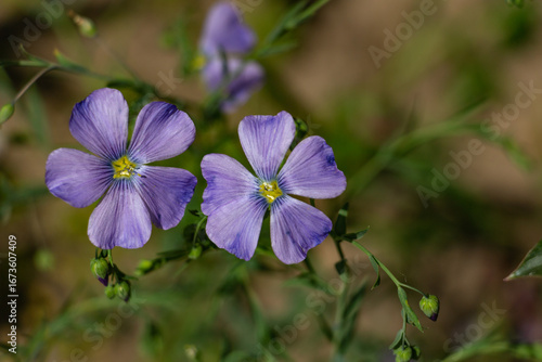 Flax flowers on a flower bed close up, blue flowers