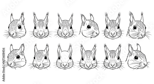 Squirrel Face Outline Vector Set for Logo Tattoo or Coloring Art
