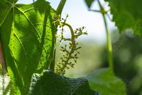 Grona of grapes at birth, green vineyard