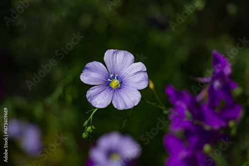 Flax flowers on a flower bed close up, blue flowers