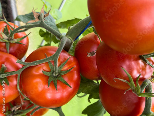 Close-up of juicy red tomat...