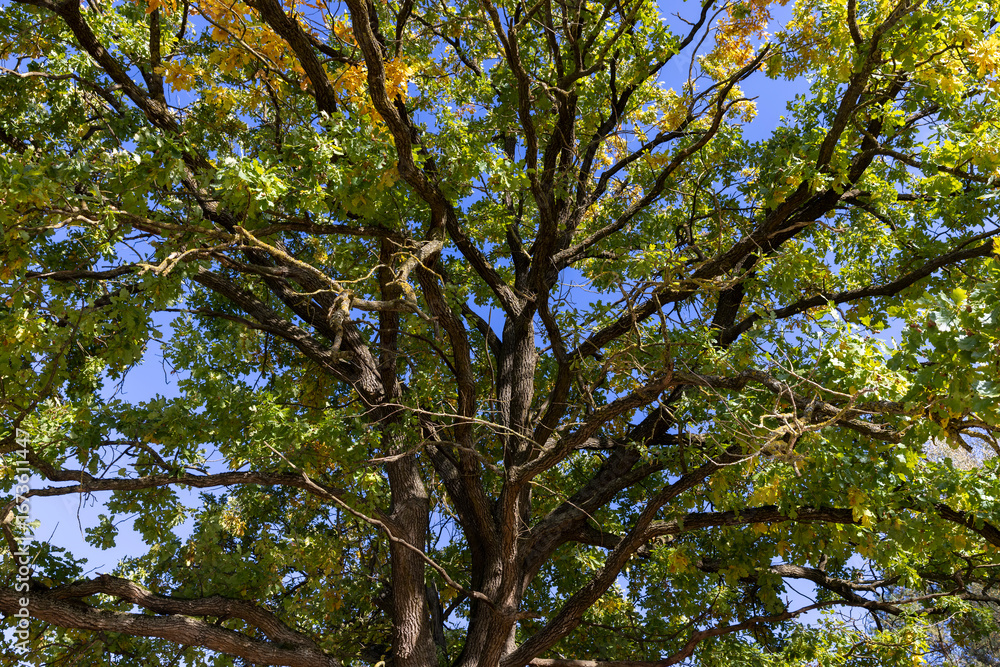 Obraz premium yellow and green oak foliage in sunny autumn weather, beautiful oak with colorful foliage and blue sky in autumn