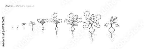 Growth stages of radish plants from seed to harvest. Botanical monochrome black and white hand drawn vector Illustration