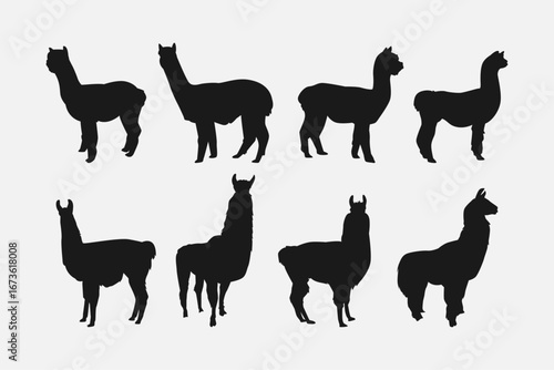 set of silhouettes of alpaca and llama with different poses, gestures. isolated on white background. vector illustration.