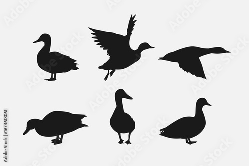set of silhouettes of duck with different poses, gestures. isolated on white background. vector illustration.