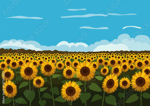Vibrant yellow blooming sunflowers field under a blue summer sky with fluffy clouds. Summer nature landscape for decoration, background.