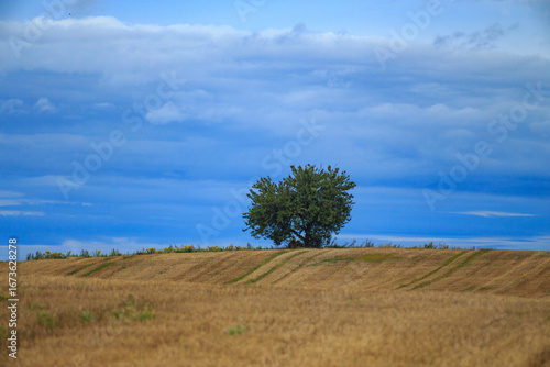 Samotne drzewo na polu