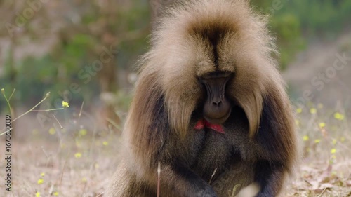 Wallpaper Mural Adult Gelada Monkey - Bleeding-heart Monkey Picking Grass In The Fields In Simien Mountains National Park, Ethiopia. - closeup shot Torontodigital.ca