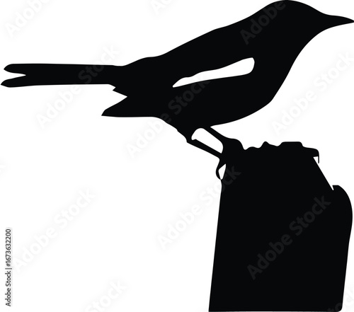 silhouette of a little bird Magpie