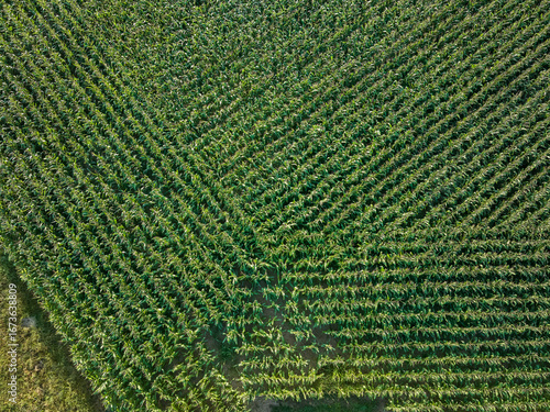 Aerial view of a geometric green maize field in Baden-Württemberg, Germany