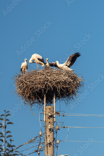 White storks rest in a nest on an old utility pole, silhouetted against a clear blue sky. A common rural sight.