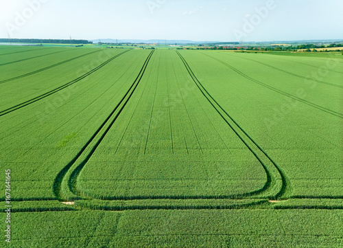 Drone view of a green cornf...