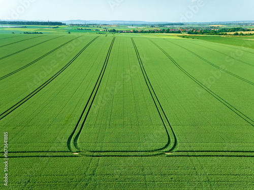 Drone view of a green cornf...