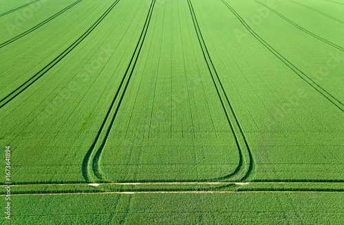 Drone view of a green cornf...